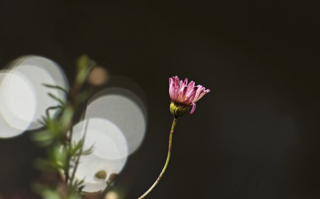 daisy, flower background, flower-2594774.jpg